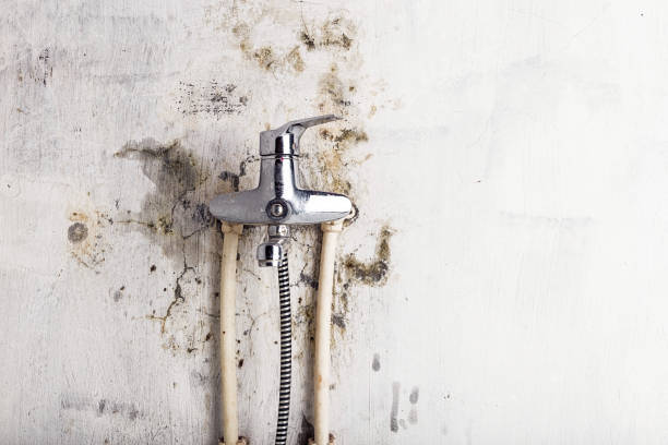 Best Certified Mold Removal  in Ferdand, IN