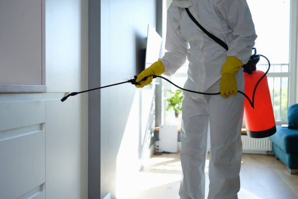 Mold Removal Process in Ferdinand, IN