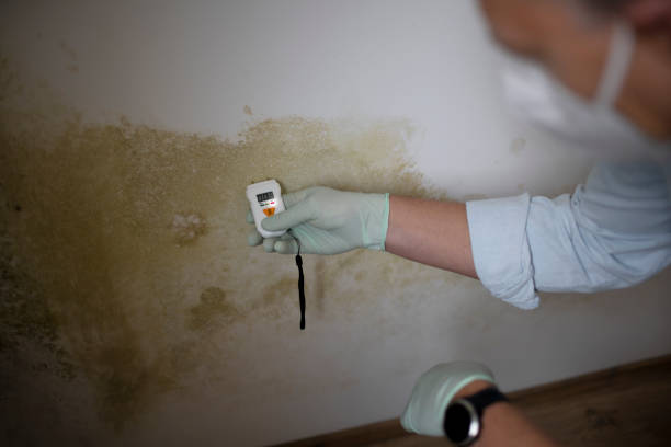 Mold Testing and Removal in Ferdinand, IN
