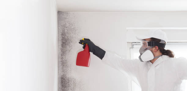 Best Home Mold Removal  in Ferdand, IN