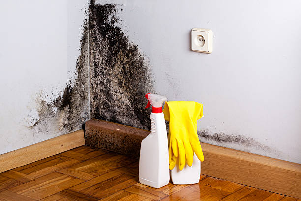 Best Mold Removal Process  in Ferdand, IN