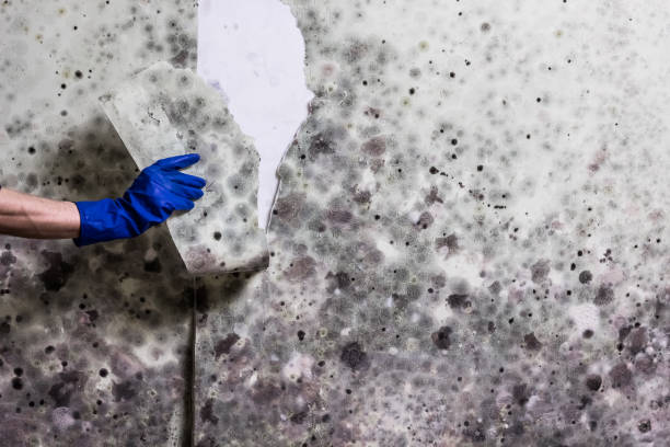 Best Black Mold Removal  in Ferdand, IN