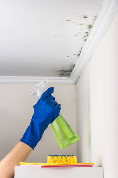 Best Black Mold Removal  in Ferdand, IN