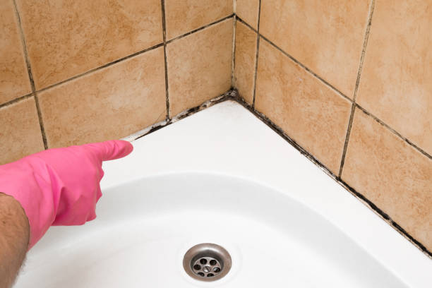 Best Affordable Mold Removal  in Ferdand, IN